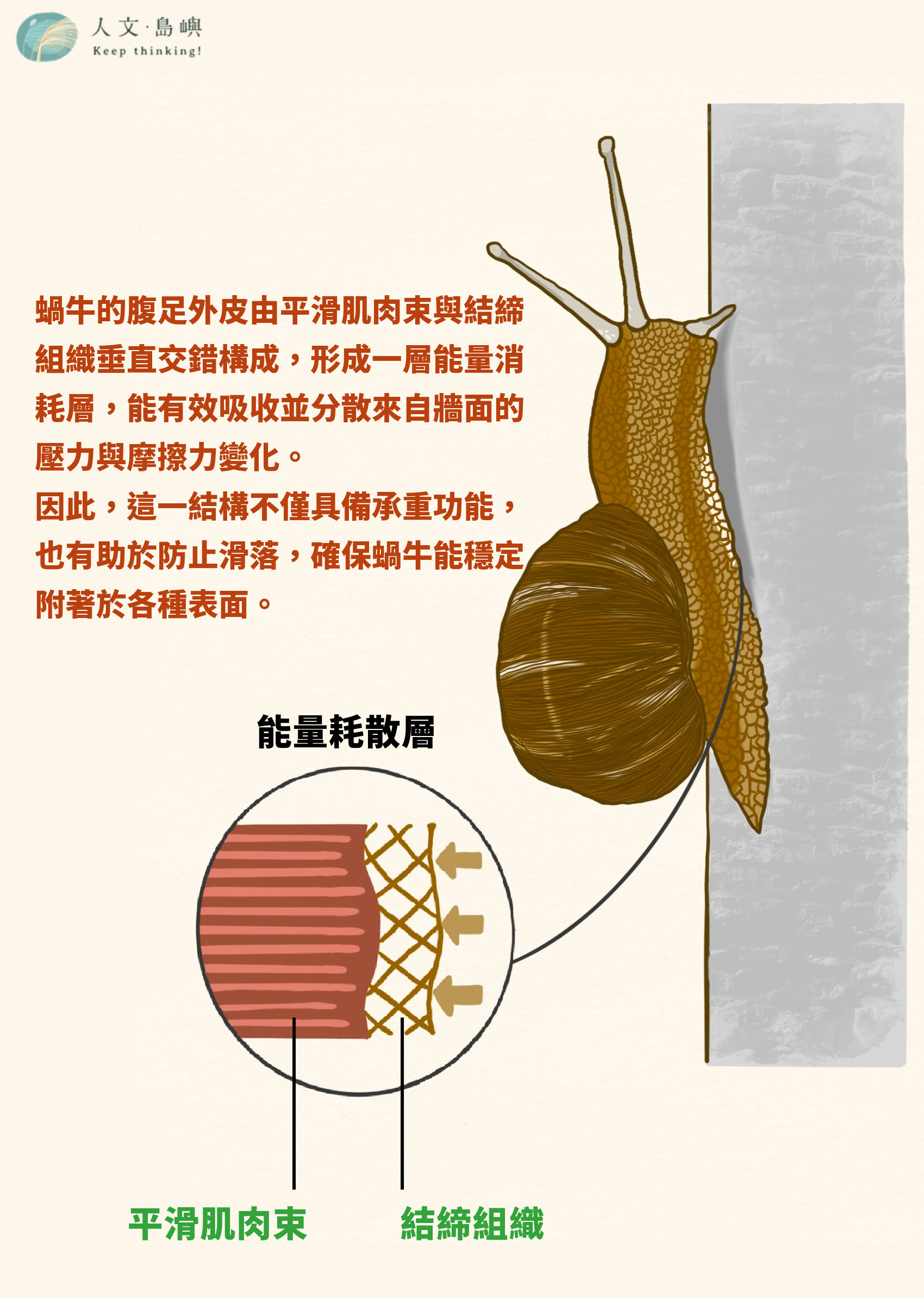 從A到1的「仿生」智慧：一隻小蝸牛，啟發高大鍾宜璋的設計「超能力」 - 人文．島嶼